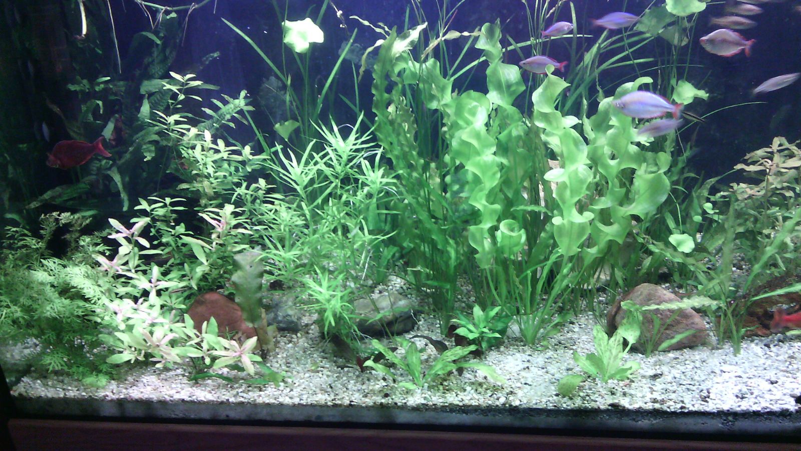 Unser Aquarium